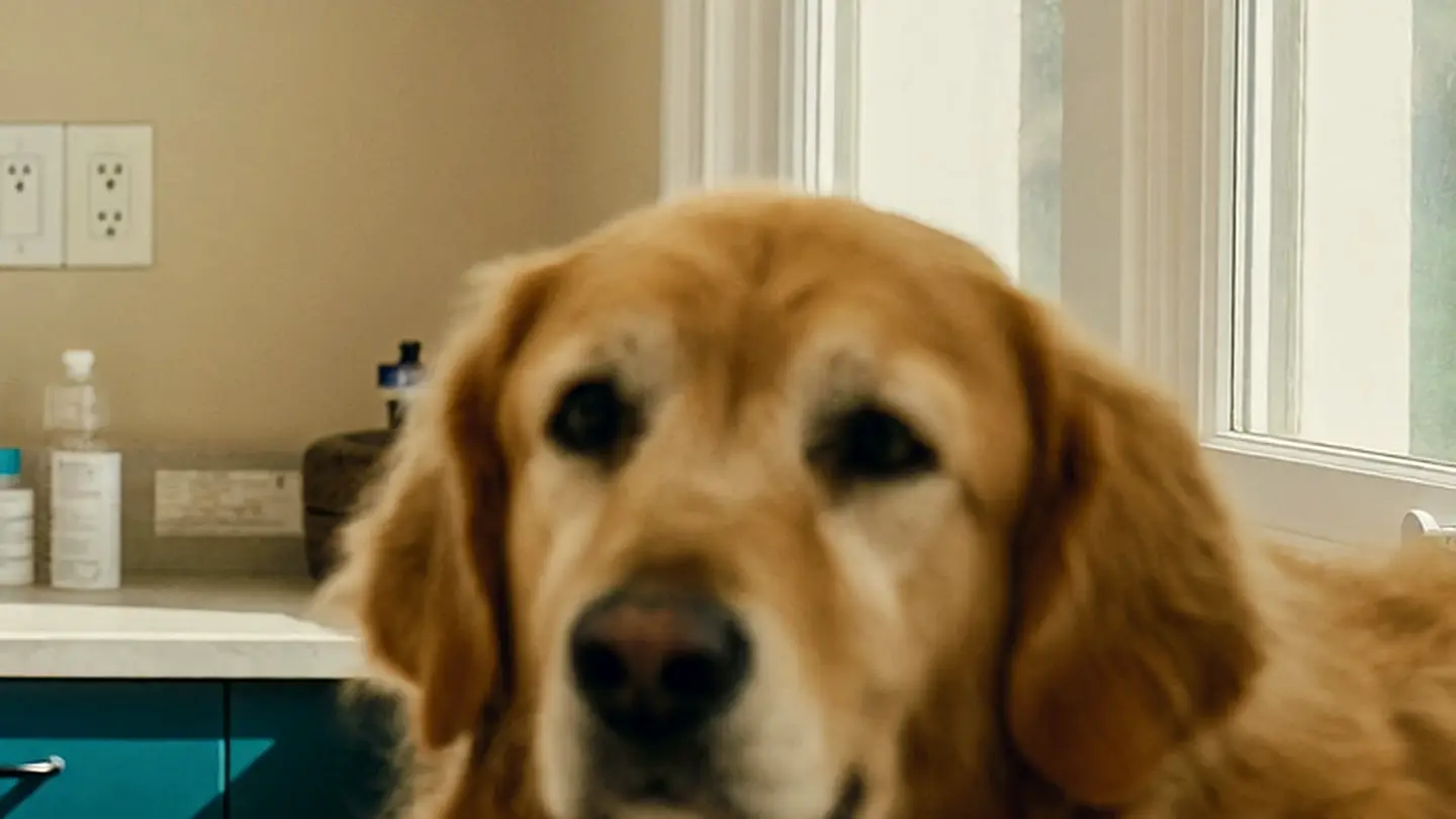 Primer plano del ojo de un perro, con el reflejo de la ventana en la pupila.