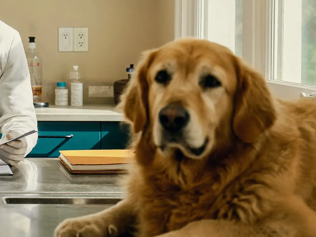 Perro adulto descansando sobre la mesa de acero de la clínica, junto a la ventana.