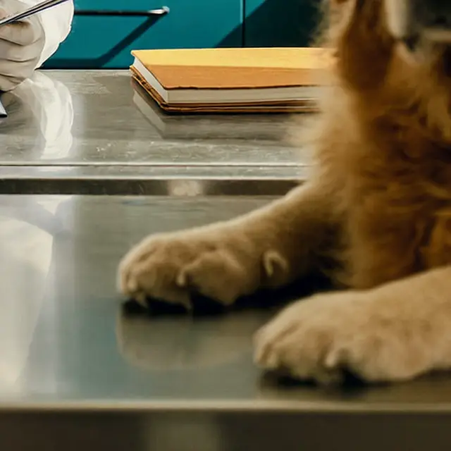 Patas de un perro apoyadas sobre la mesa de acero inoxidable de la clínica.